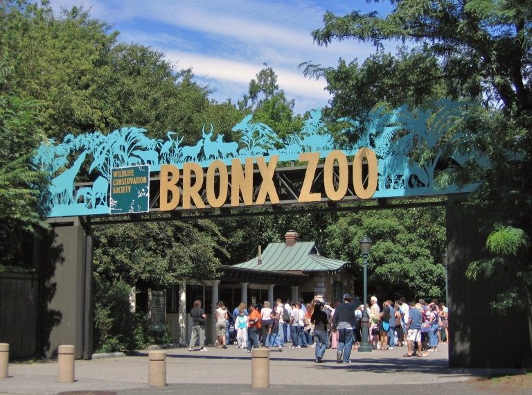 COVID-19 afecta a animales del Zoológico del Bronx