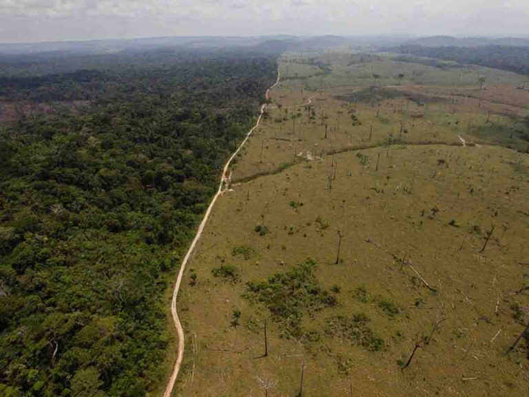 Brasil: Despiden a funcionaria tras aumento de deforestación