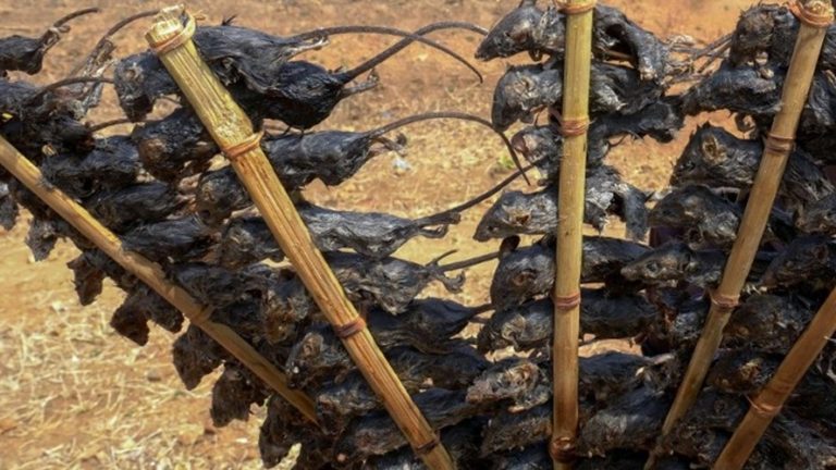 En Malaui comen ratones para ahuyentar el hambre