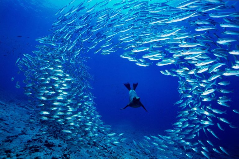 Antártida: hallan el mayor banco de peces del planeta