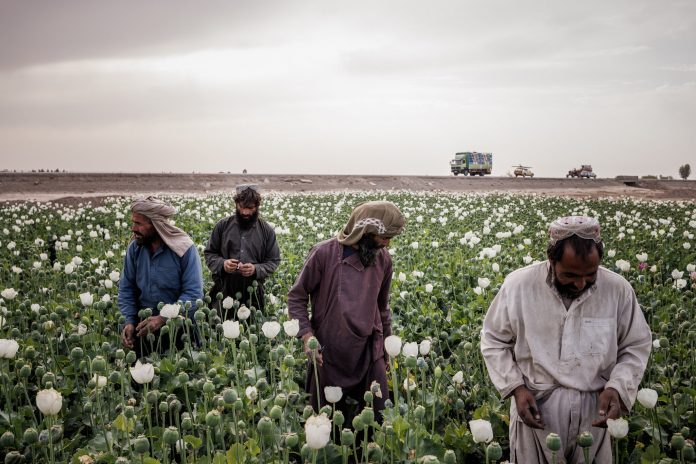 Amapolas