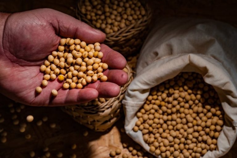 Cereales y soja suben en medio de discrepancias