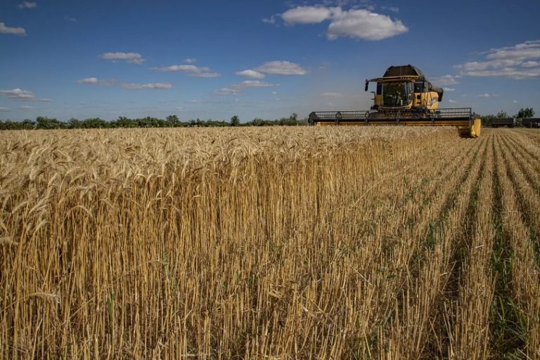 Trigo ucraniano arranca la temporada con precios más altos