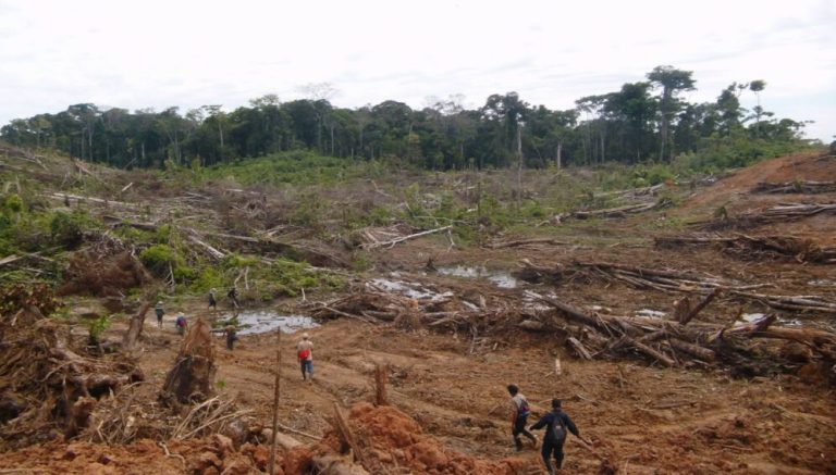 La Amazonía perdió una superficie del tamaño de Colombia