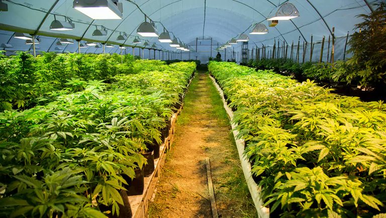 Uruguay ofrece en sus farmacias cannabis con más THC