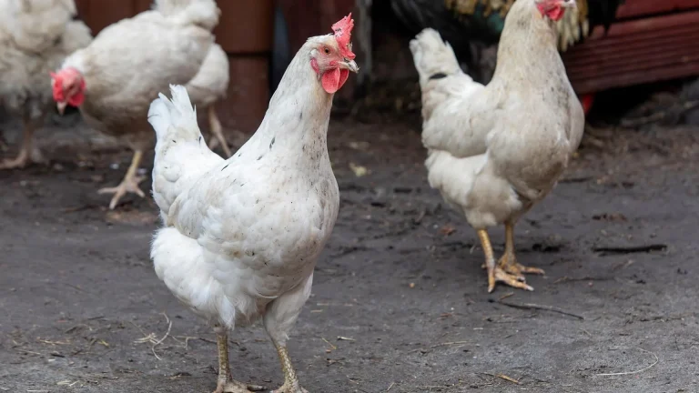 Brasil ya no puede exportar carne aviar ni avícola a la UE: los motivos