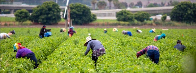 Vuelven las redadas a trabajadores del campo en EEUU