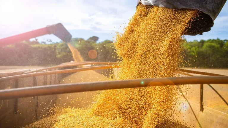 Brasil busca mantener su liderazgo agrícola sin seguir sacrificando su selva