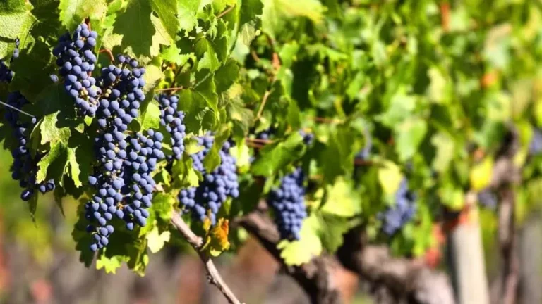 El auge del vino chileno en Brasil compensa la caída de la demanda en EEUU