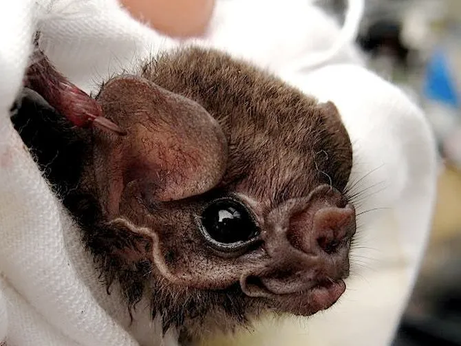 Descubren coronavirus en murciélagos brasileños y amplían el mapa global de riesgo